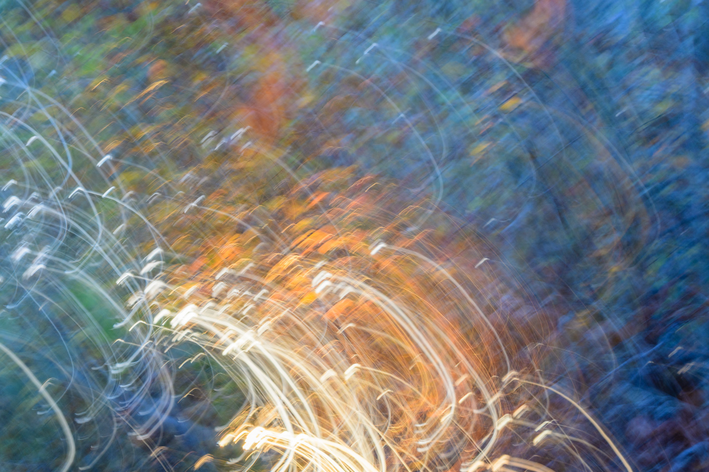 photographie abstraite de feuillage