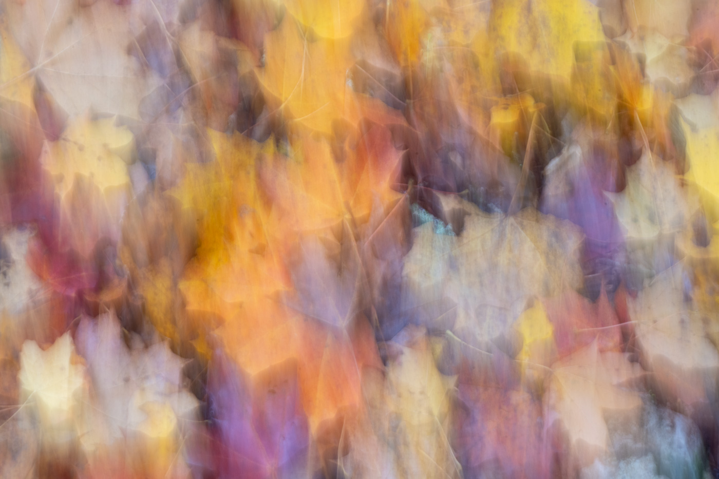 Photographie abstraite de nature avec des feuilles d'automne
